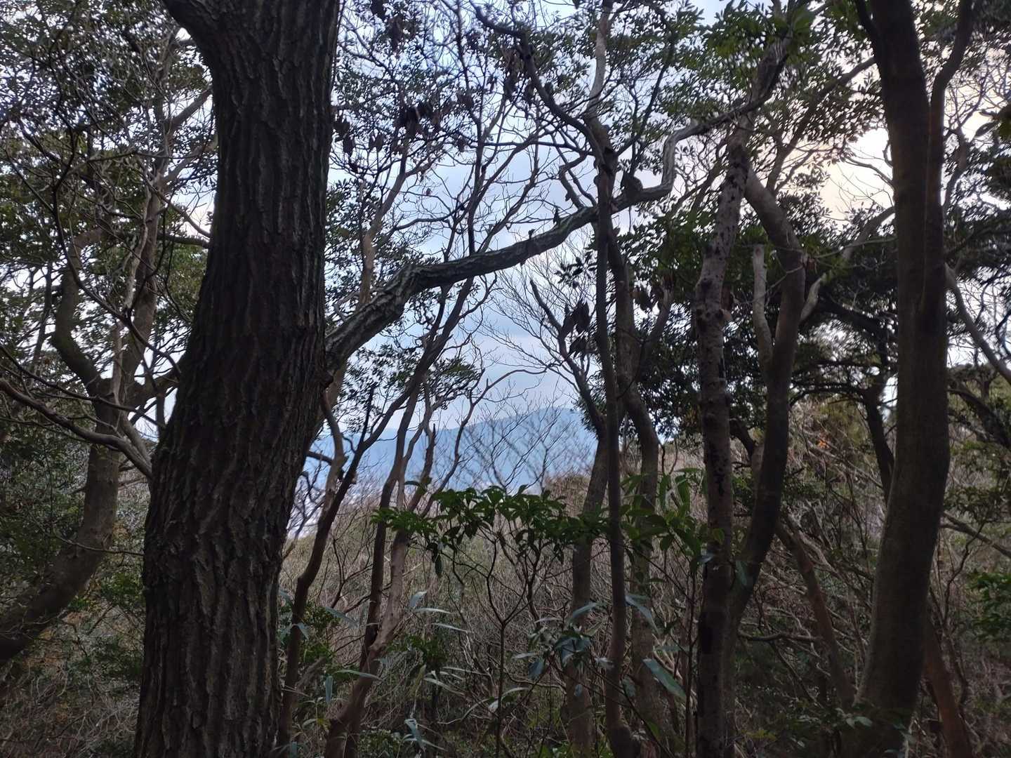 隙間から若杉山