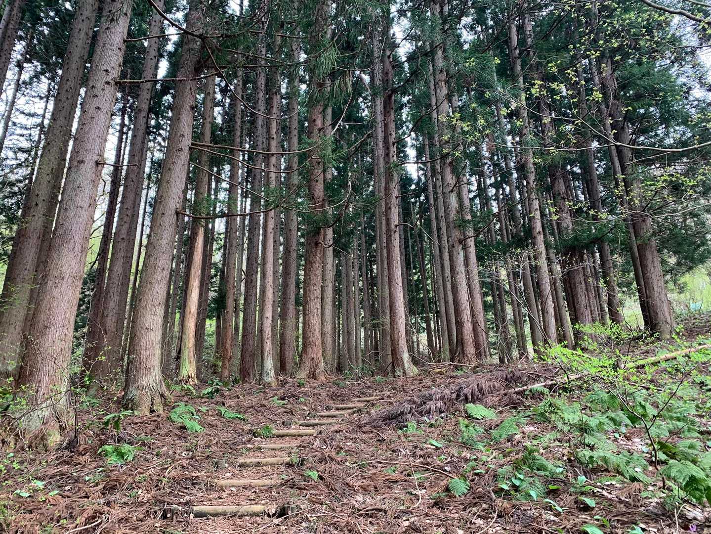 漆窪登山口-鳥屋山 往復コースの写真