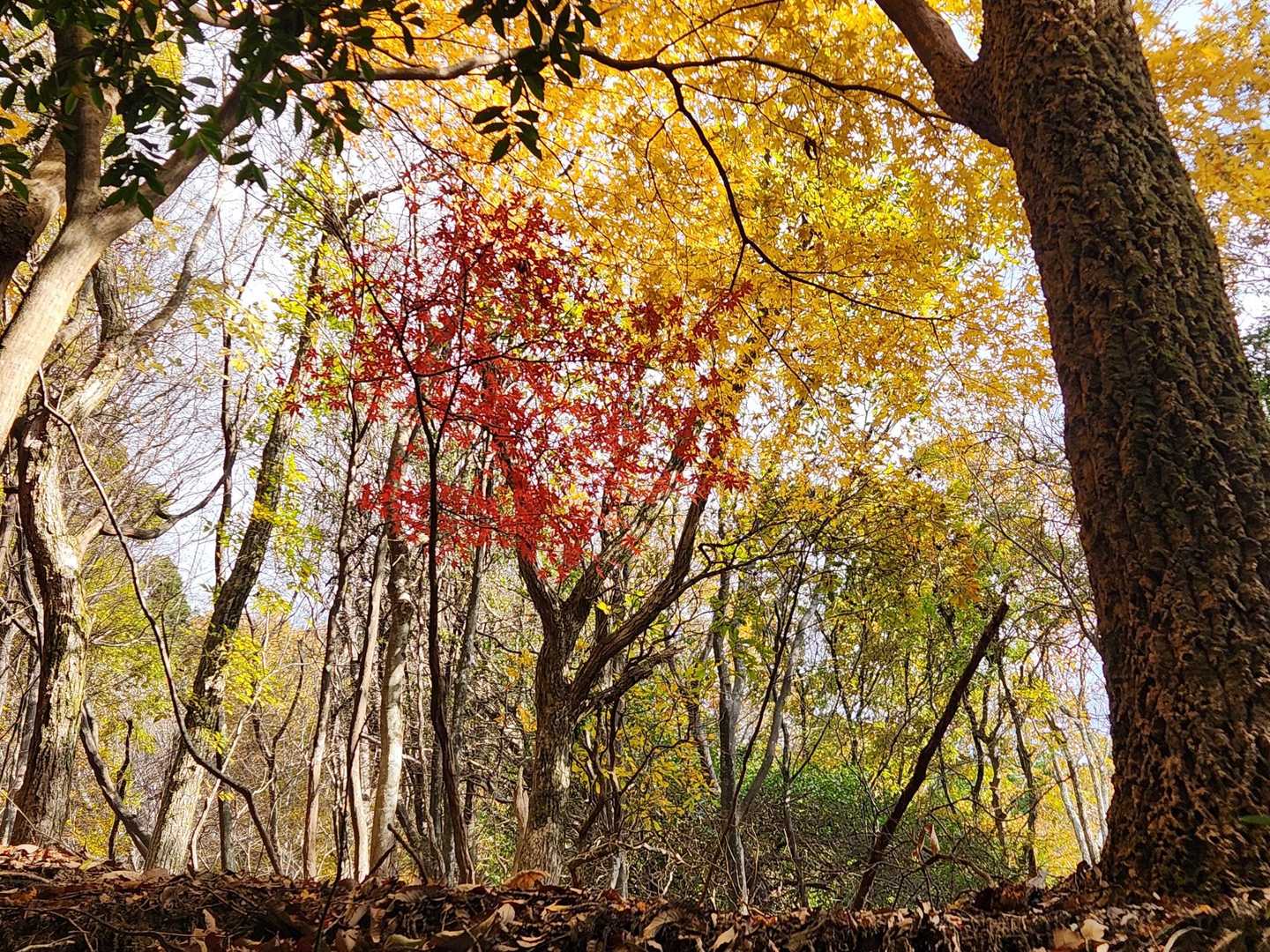 真っ赤な紅葉🍁よりグラデーションが綺麗な方が好きです😄