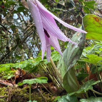 少しだけ開いてる