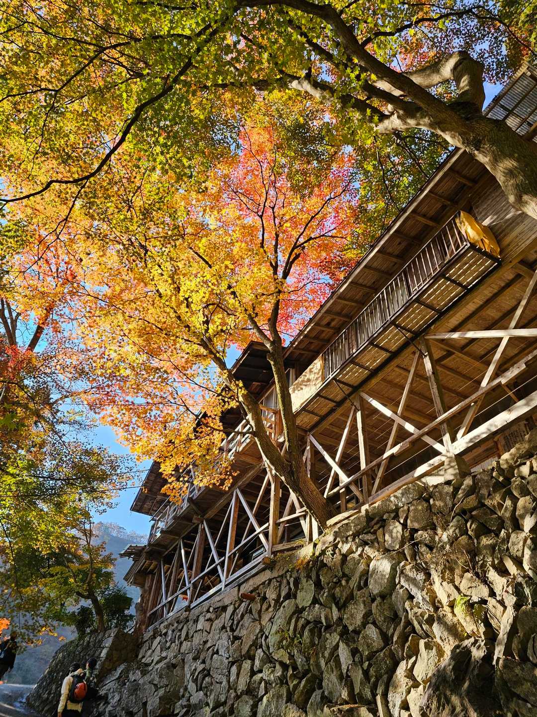 紅葉美しい限り