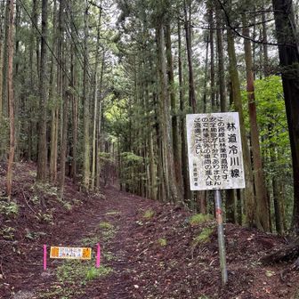 しばらく林道あり