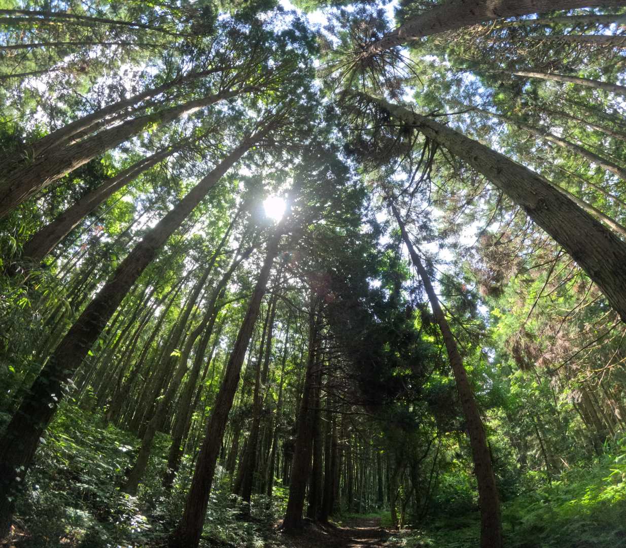七尾城跡-松尾山 往復コースの写真