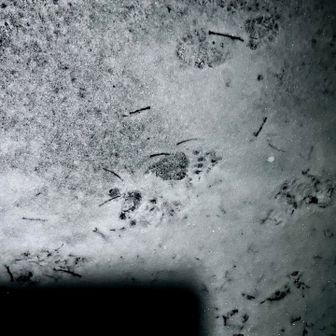 この肉球と指はどなたですか❓
でもアライグマかも知れないし、熊鈴全開で🛎️でもこの後の沢方向ではなく、立入禁止道の方につながっていたそうです。今調べましたが、ツキノワグマの後足に似てます💦冬眠しないのかな❓