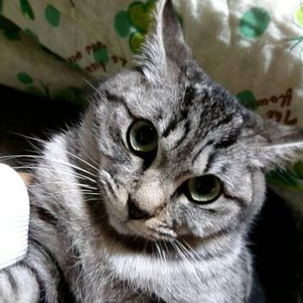 ヨモギ