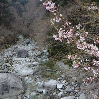桜🌸と尾白川いいね👍️
以外と吊り橋揺れるんだよね😅