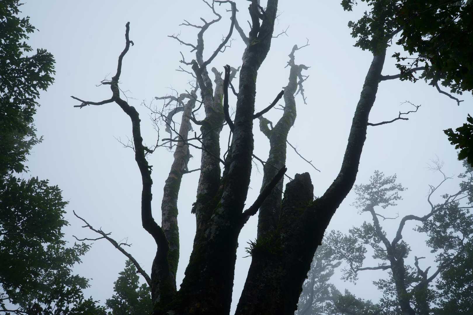 ナラの老木
霧が似合います✨