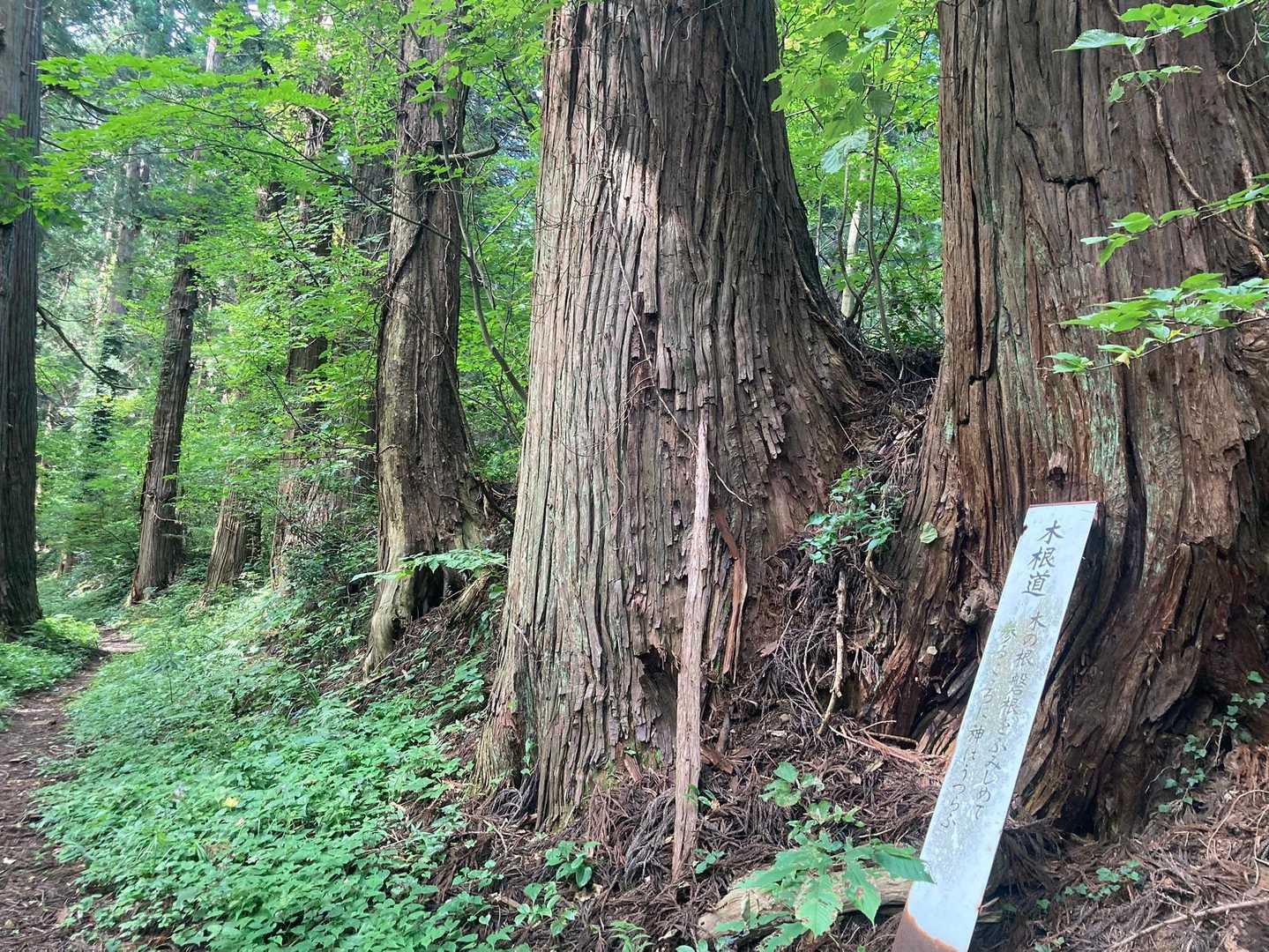 ぶっとい木の根沢山