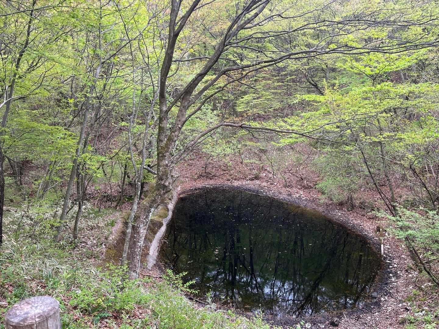 池の辺りでバードウォッチング𓅫