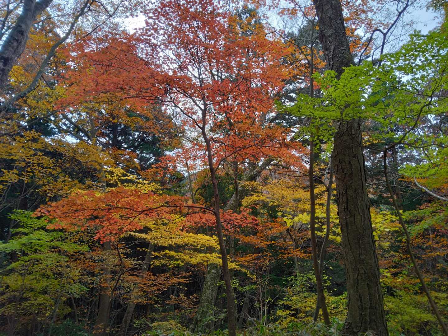 グラデーション🌈
