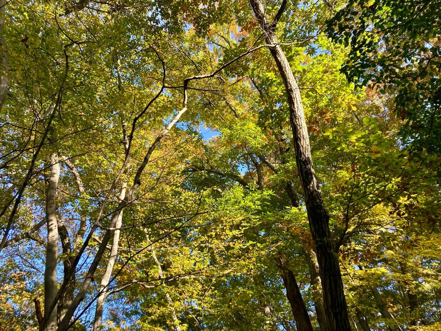 🍁