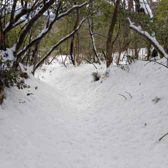 だ〜れも歩いてない山道から