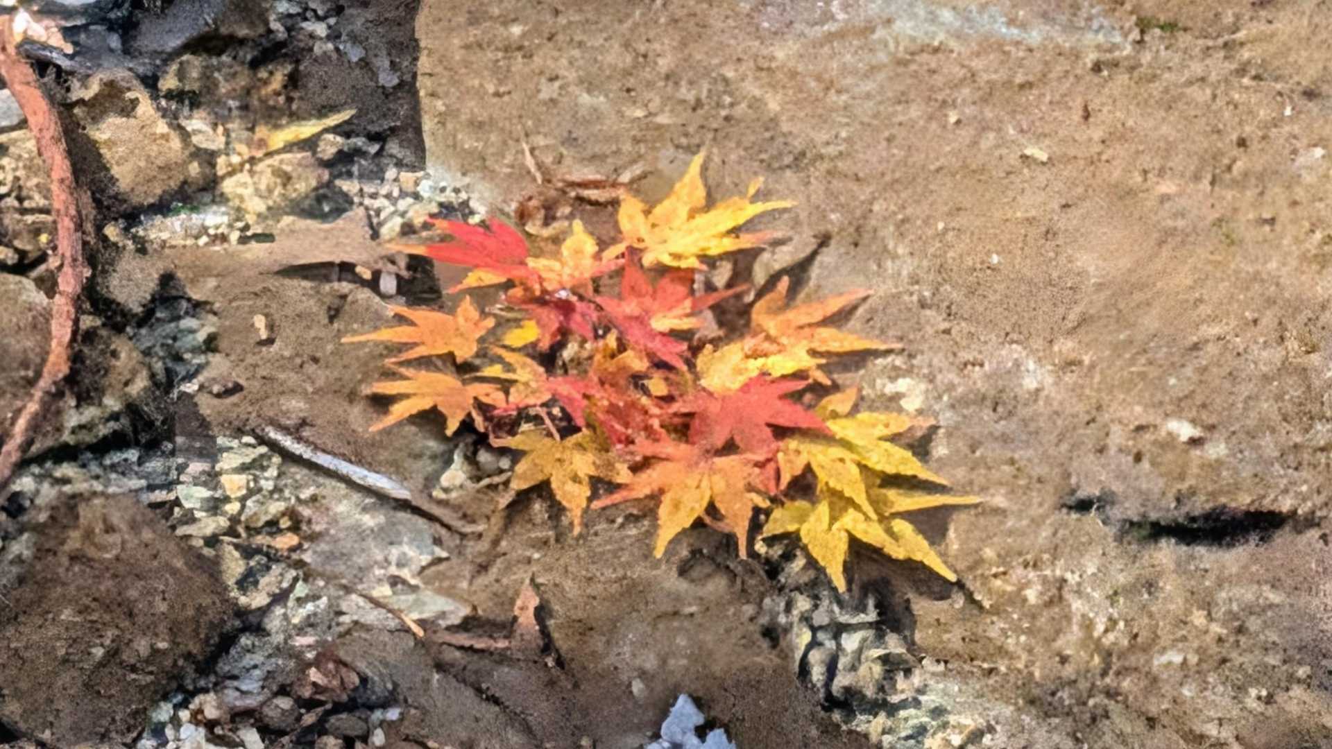 渓谷の水の中に紅葉！？