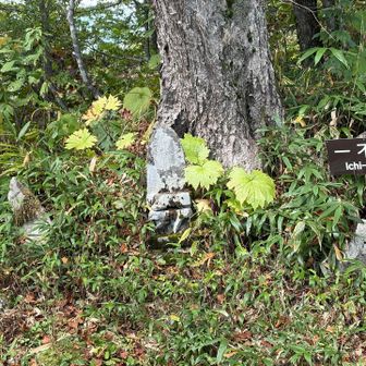 一不動避難小屋から下山