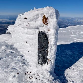 ボッコはごんぶとに頼もしく成長していた
