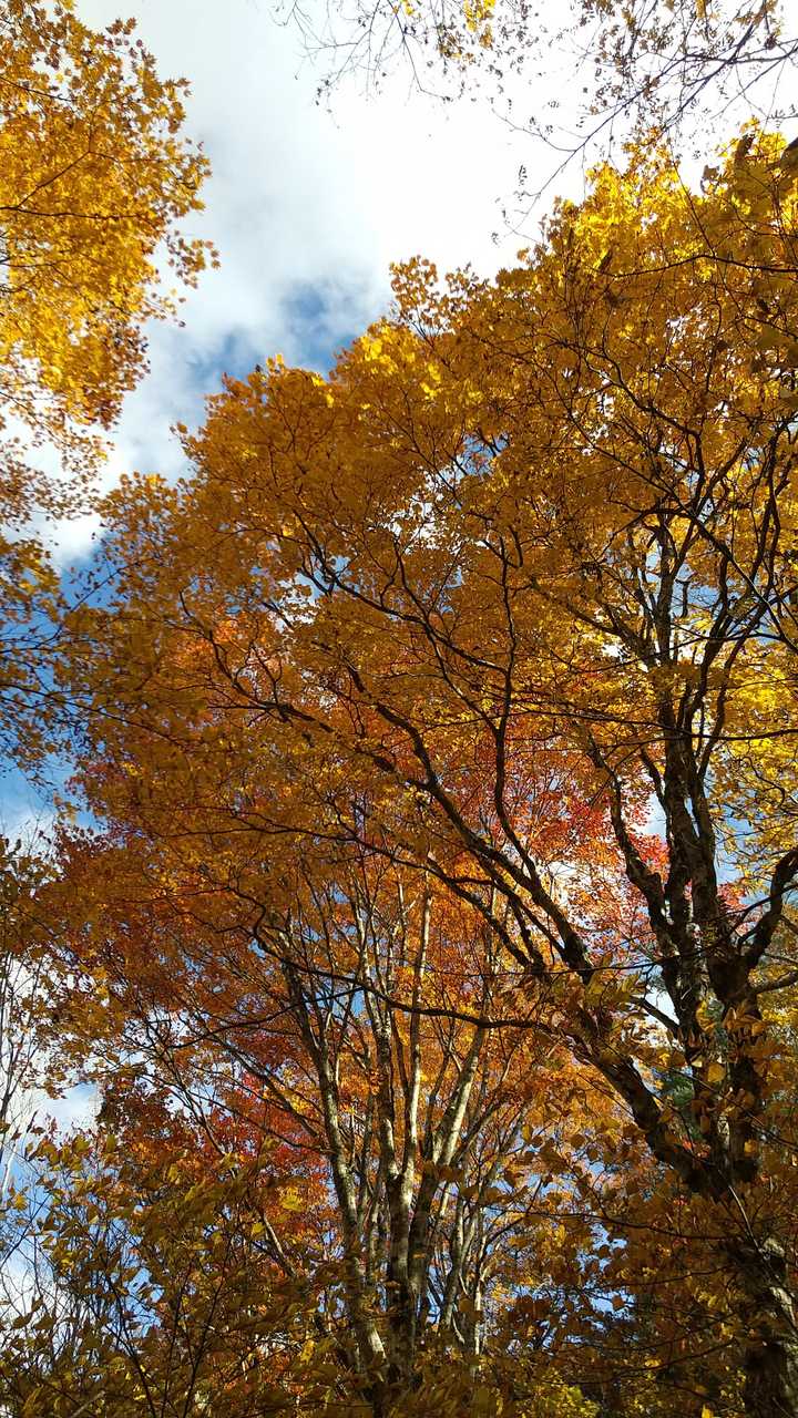 ブナ🍁