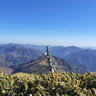 先端に鳥がとまって居るように見える白骨樹。