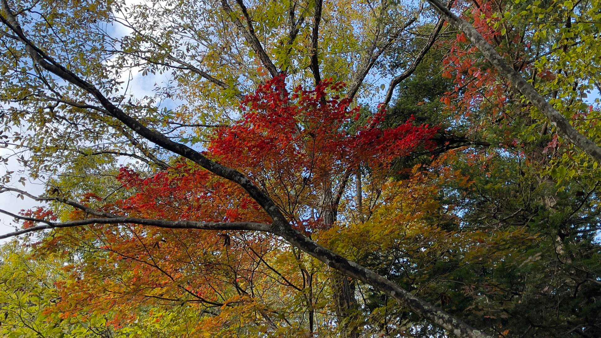 高崎王冠山-小室井山-もみのき森林公園センター 周回コースの写真
