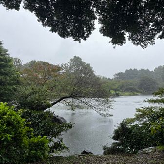雨、本降り💧