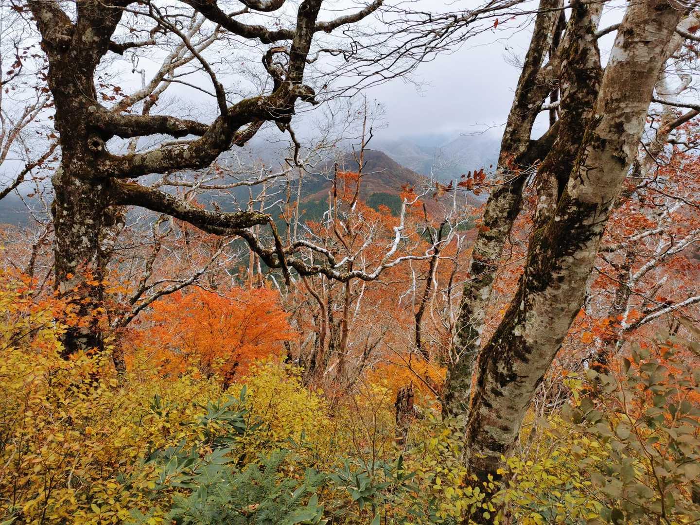 ひろしま県民の森登山口-越原越 周回コースの写真