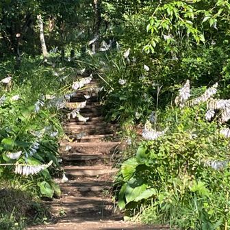 一丁平に行く途中、両側に咲いていました（もう枯れ始めてたけど）。なんの花かは知らん💦