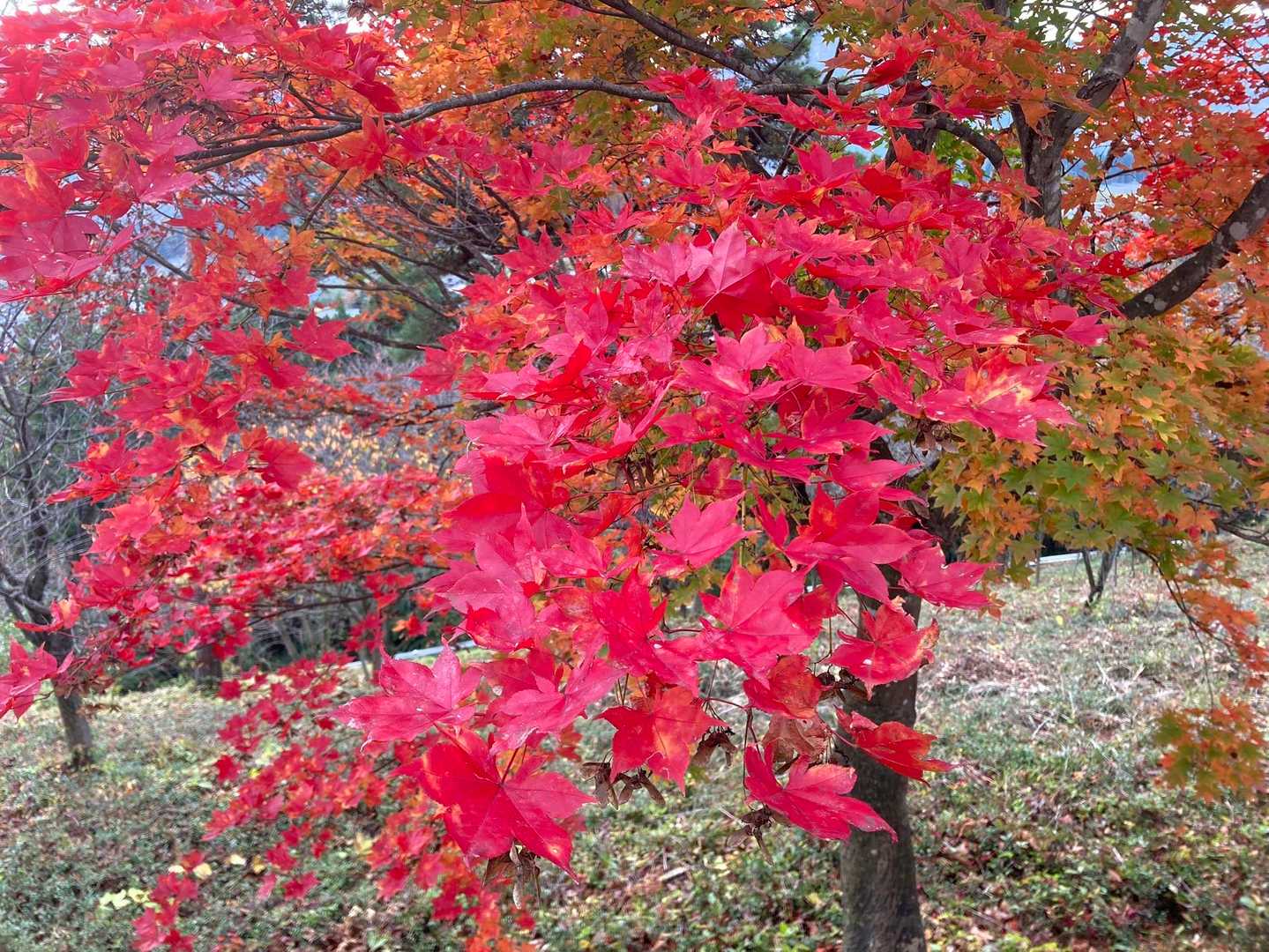 真っ赤っ赤🍁