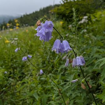 ツリガネニンジン
平標山では励まされ頑張れました