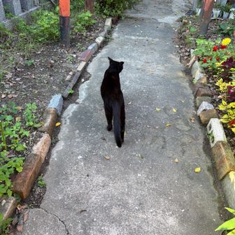 看板猫ちゃんにも会えた🐈‍⬛🫧