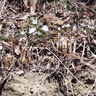 白いキクザキイチゲ🤍