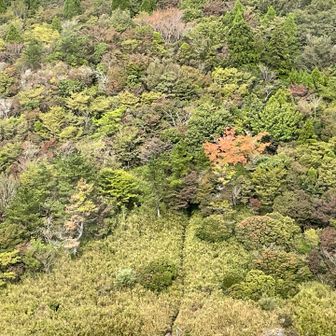 合野越に行く途中にポイント紅葉🍁
