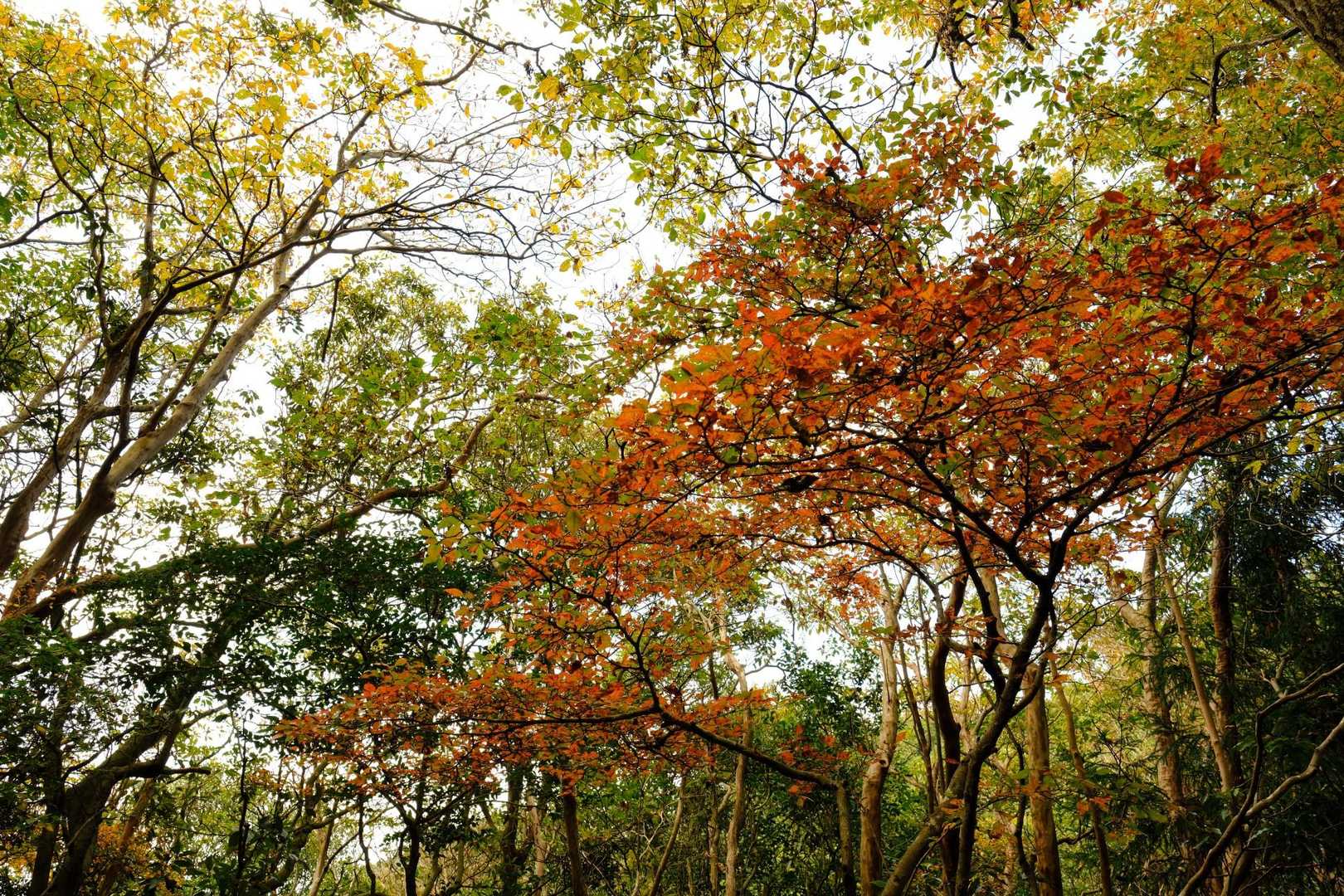 ちょっとだけ紅葉区間へ🍁
