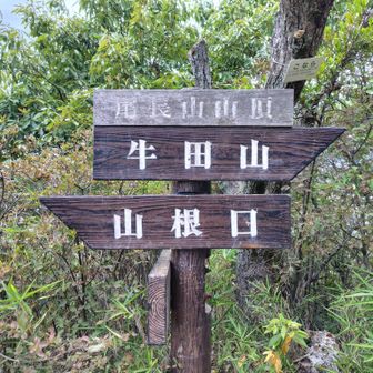 これが山頂票になるのかな