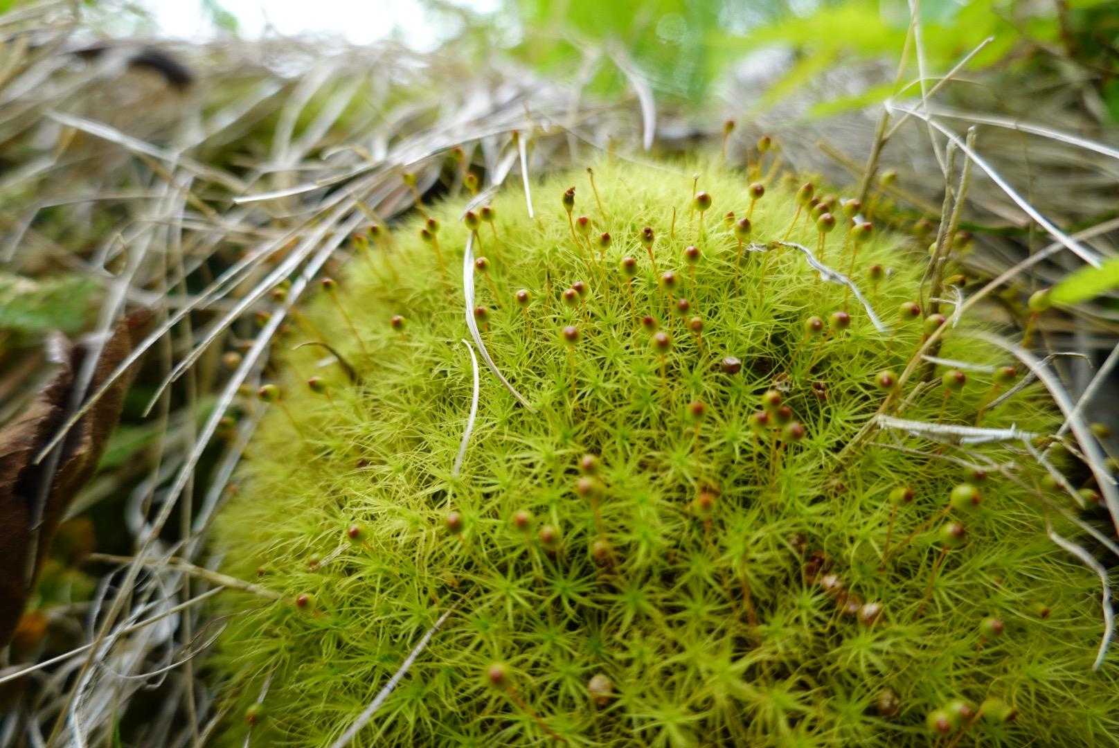 虚空蔵山登山口-虚空蔵山 往復コースの写真