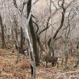 鹿発見🦌
しばらく一緒に下山してた