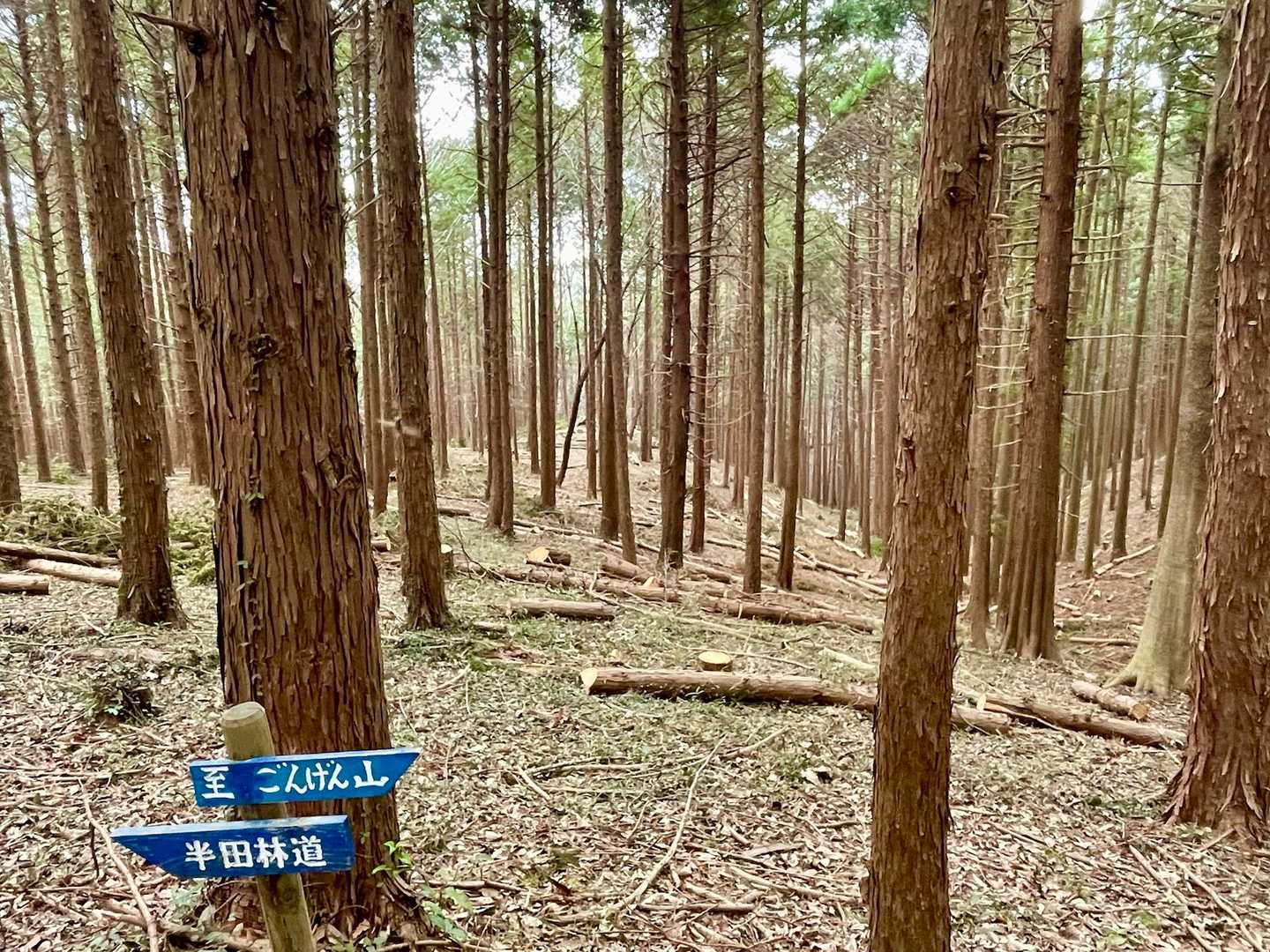 閑居山-権現山 往復コースの写真