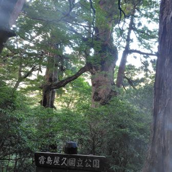 夫婦杉