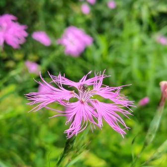 ナデシコ🌸