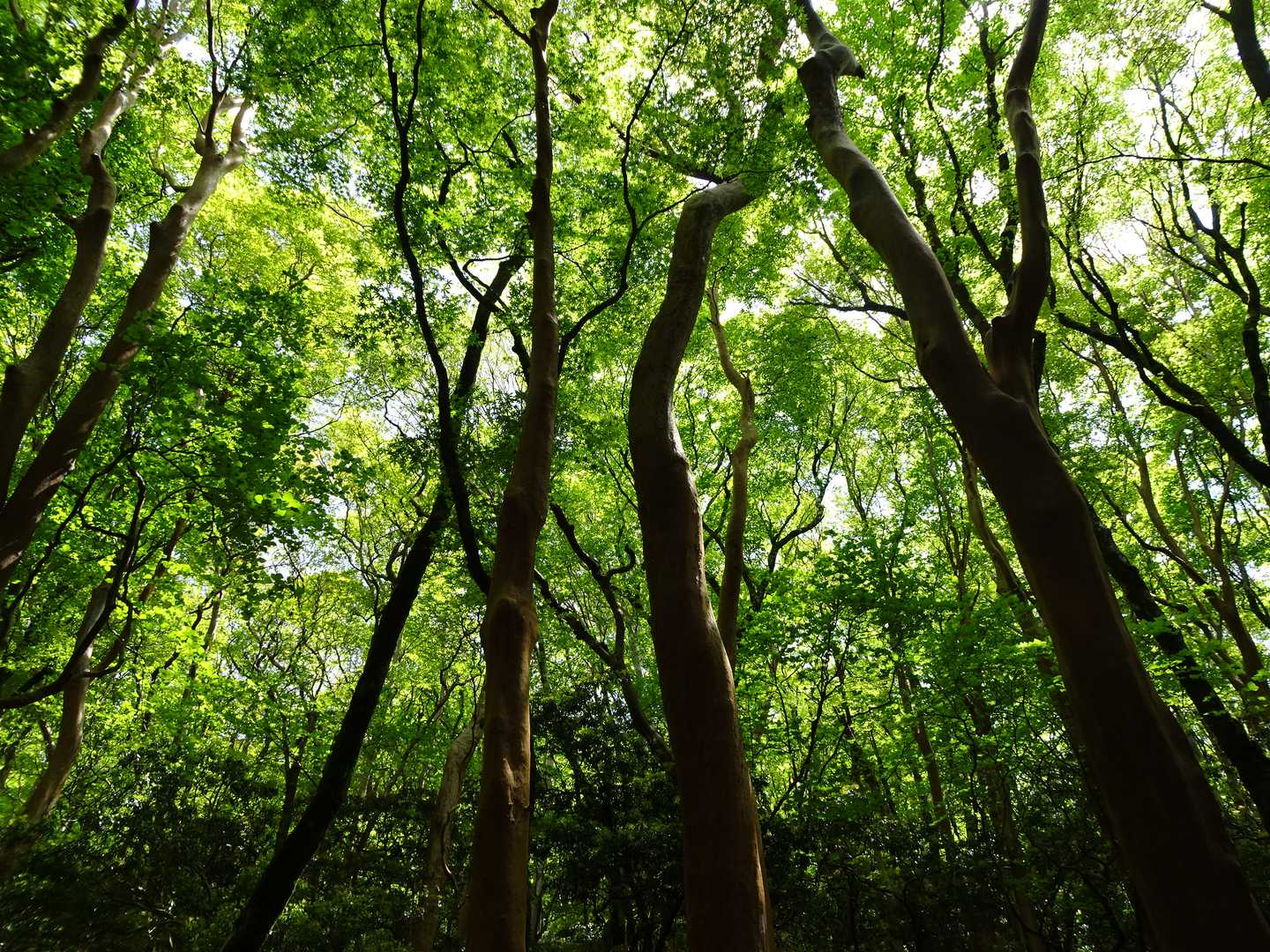 緑が濃くて
夏が近いんだなって感じる
ブナとヒメシャラの森だ…
なんでこんなに原生林が残ってるんだろう、って思って調べたら
『江戸時代には幕府直轄地として森林が保護された為、山腹には原生林が拡がり、アマギシャクナゲ・アズマツツジ・アセビなどが密生し、古代からの自然の美しさが現在も残っています』
…そういうことだったのか！！
ありがとう江戸幕府…