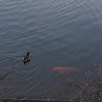 大池のカモ