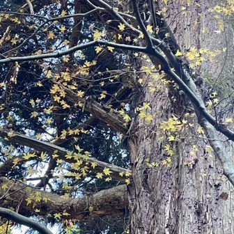 たっぷりの黄金色を見れたら
金運UPしそうじゃない？？