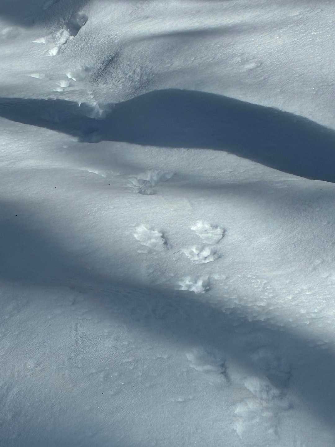 🐇🐾