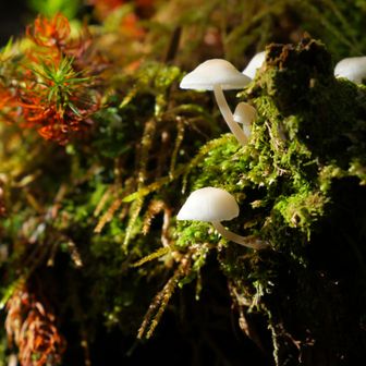 八ヶ岳でよく見るこのキノコのお名前はなんなのか
花もだけどキノコも違いがむずかしい
