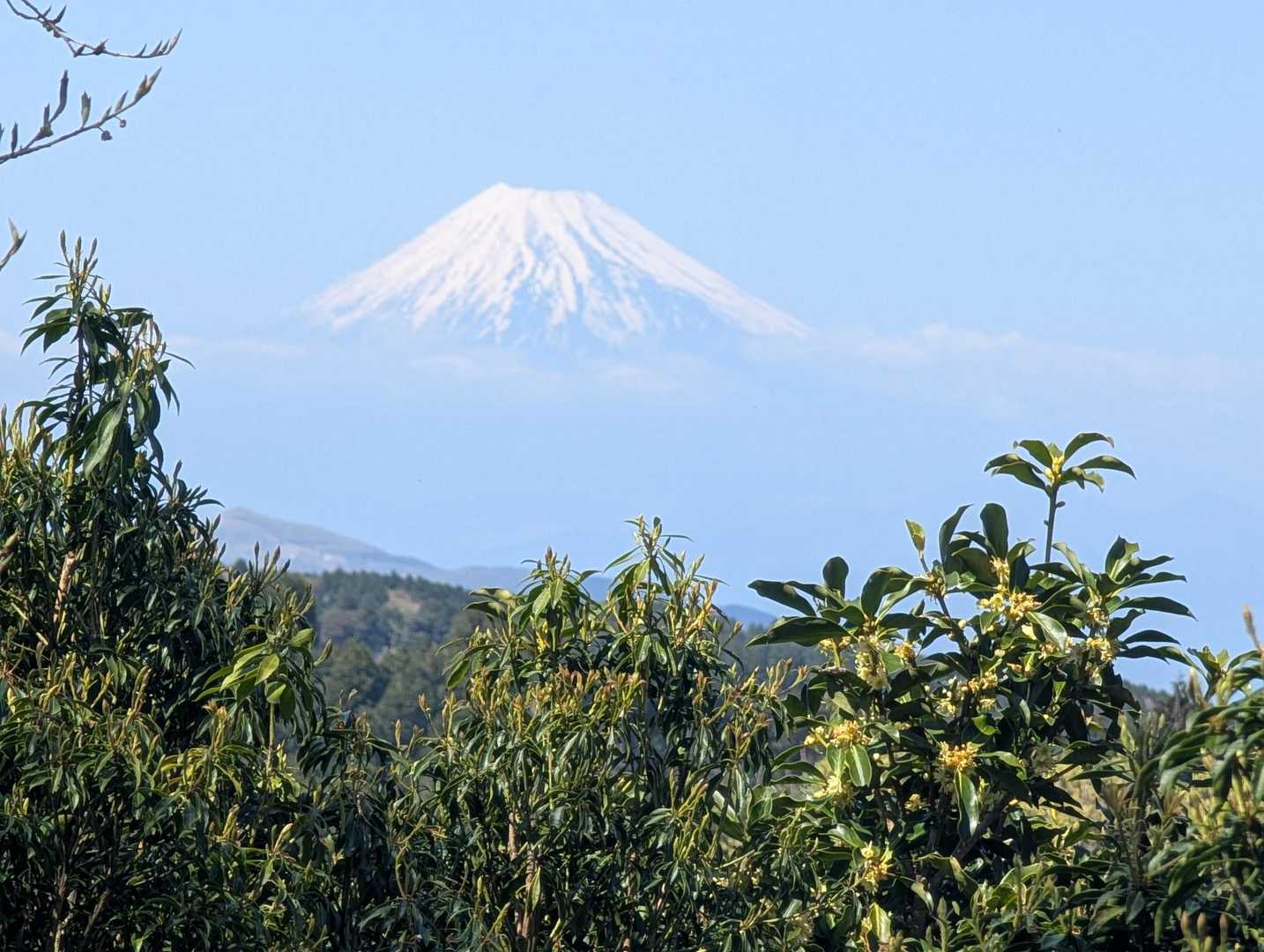 天城峠スタートだと時折富士山を正面に見ながら歩ける

登山道は薄い黄色のシキミと白いアセビがいっぱい
