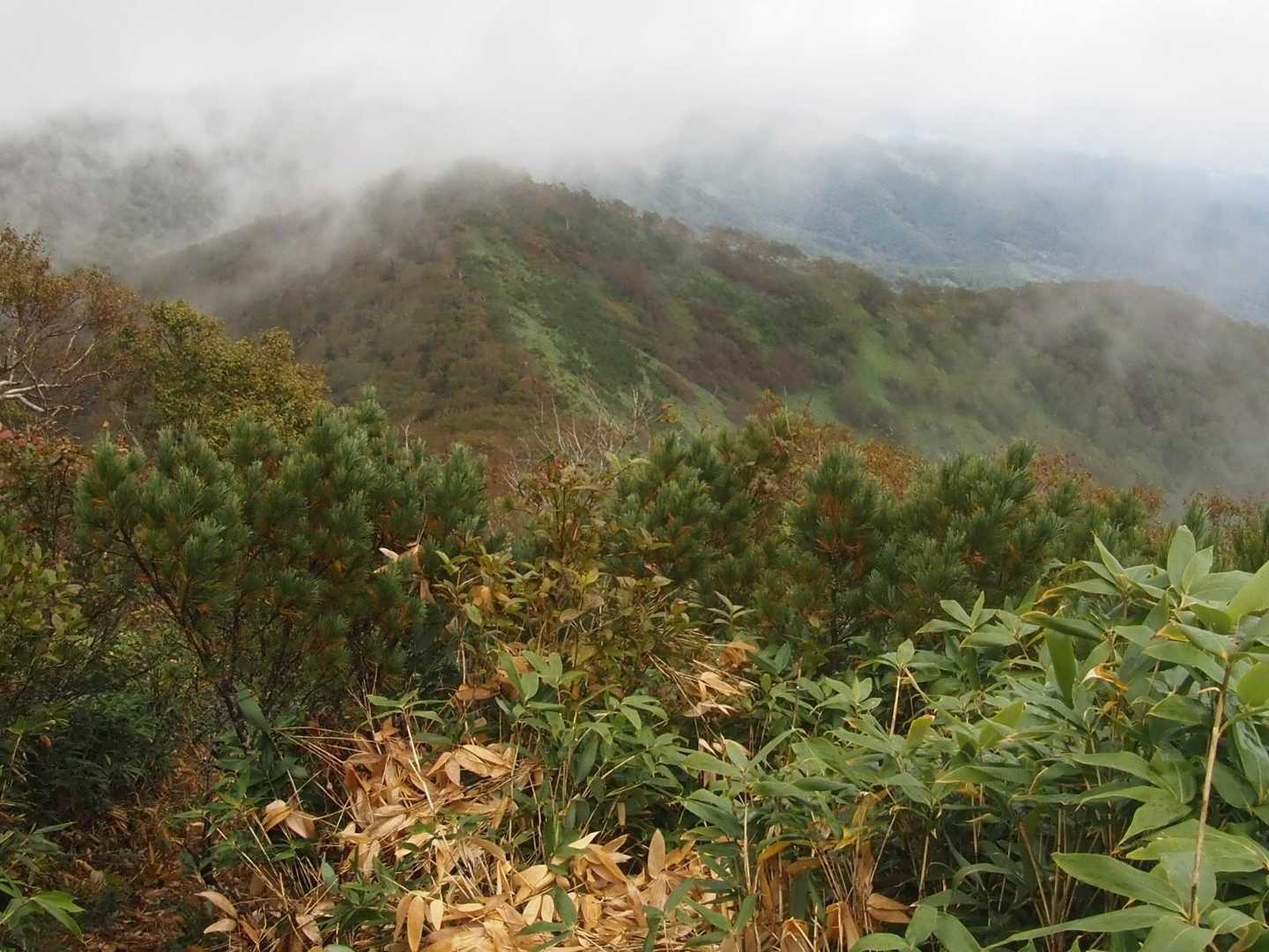 紅葉も