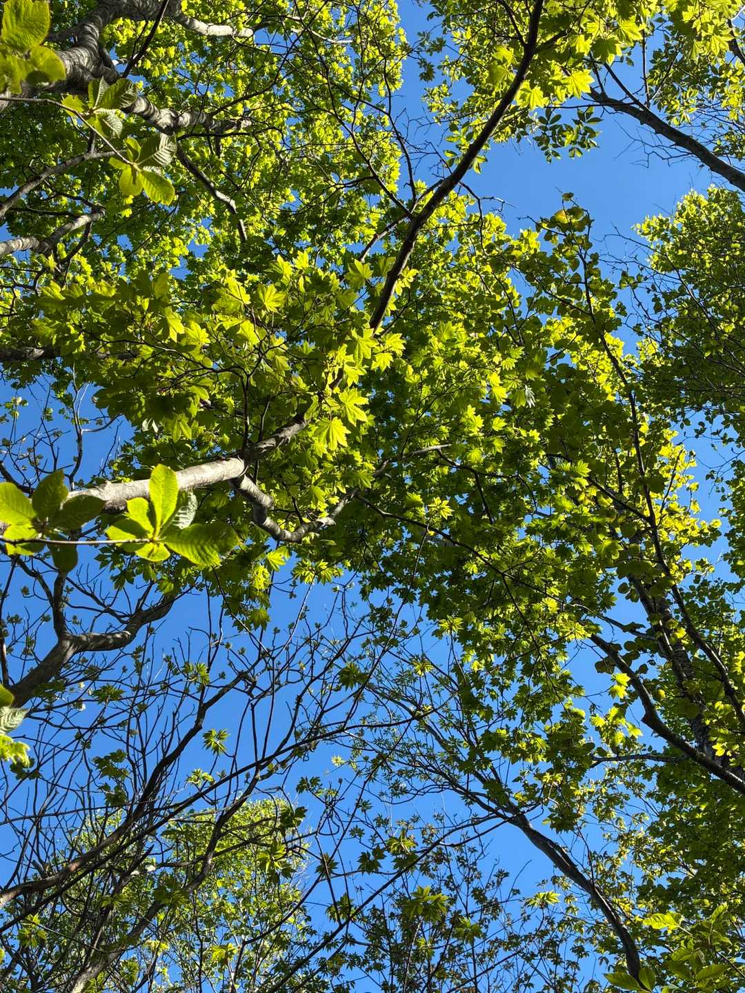 新緑がやさしい色合い💚