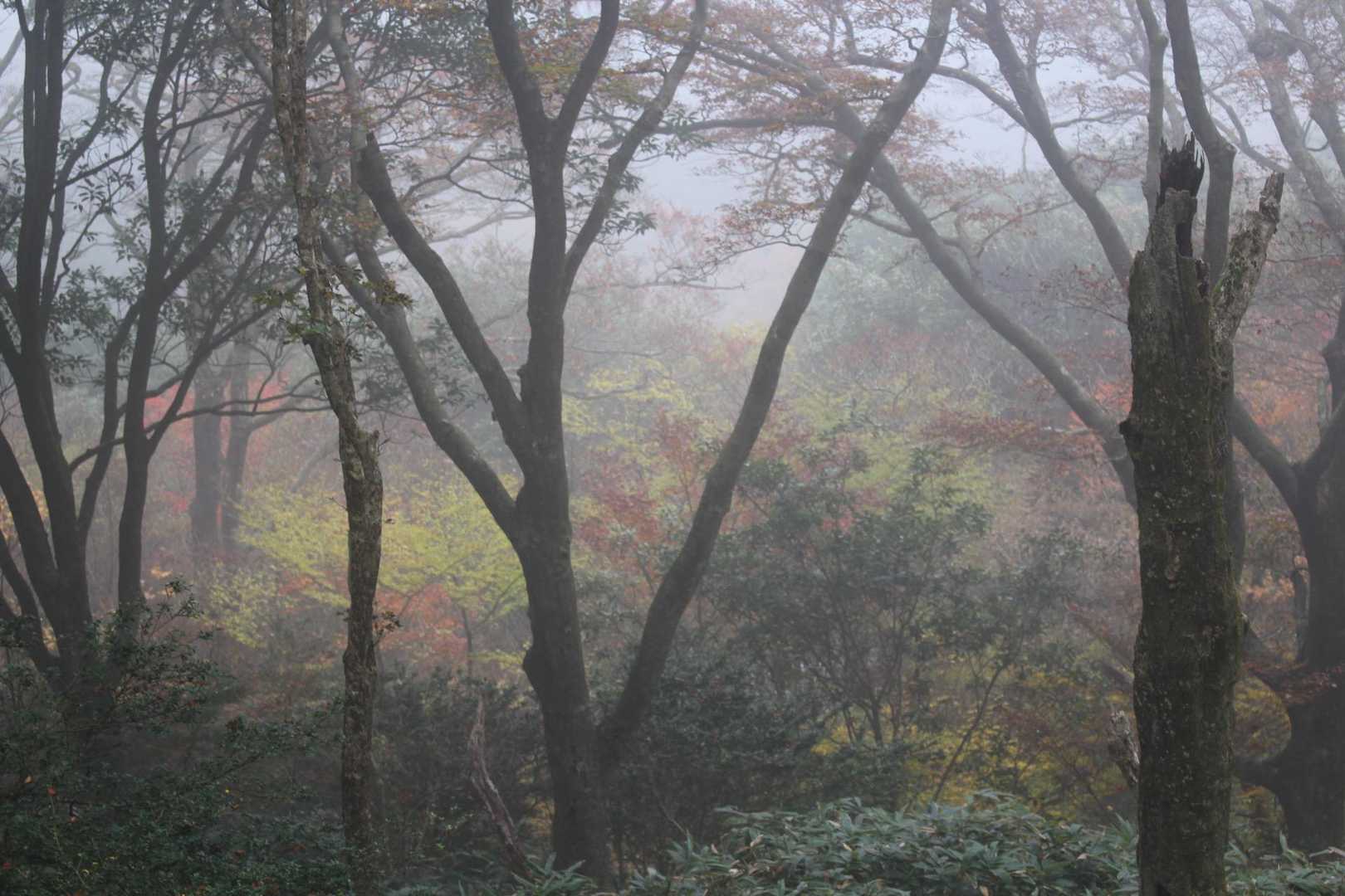 蛤岳 往復コースの写真