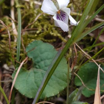 半開きの花の形、出かけの葉っぱが巻いているのでアオイスミレだと思います😊