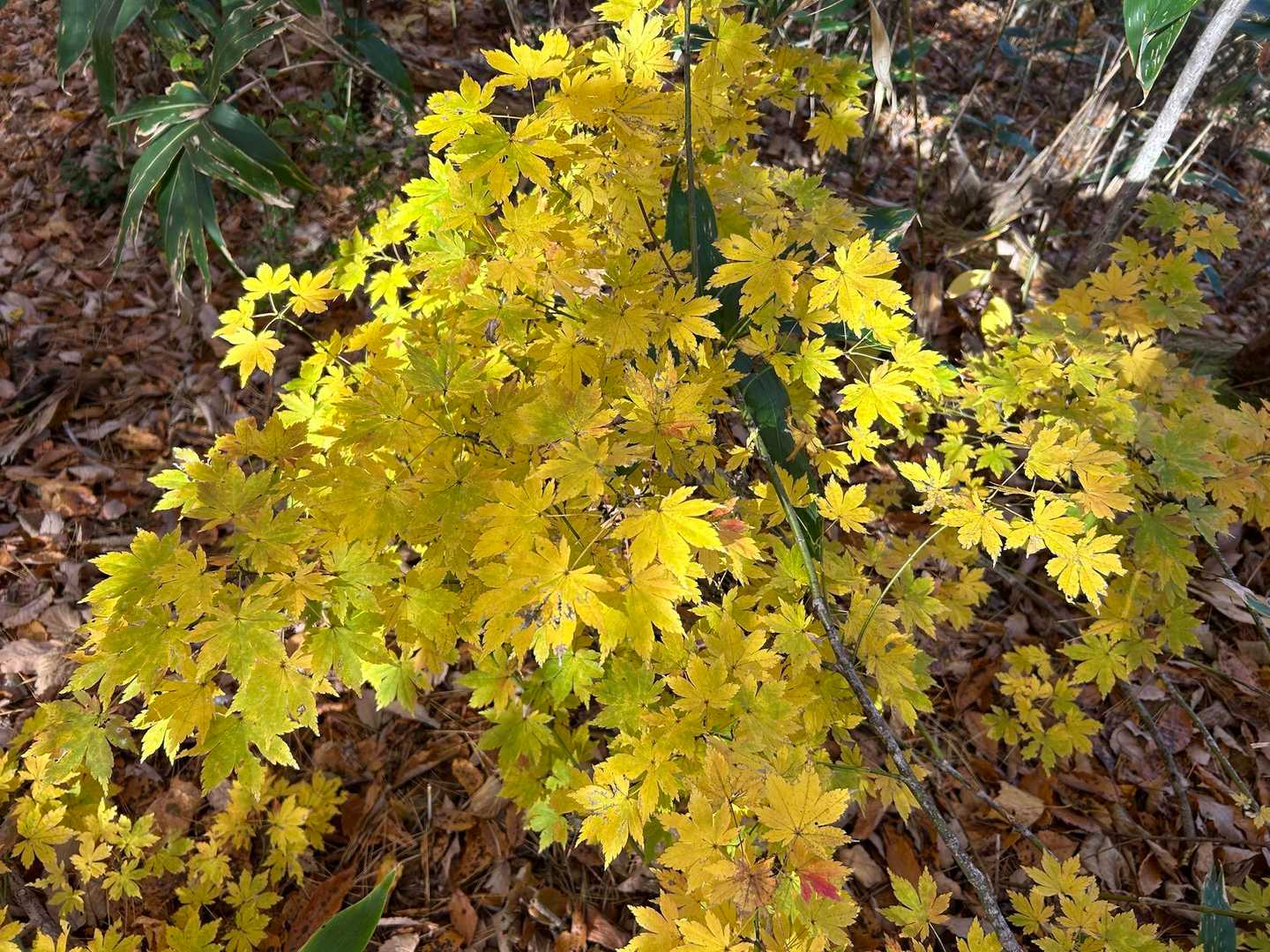 黄色🍁