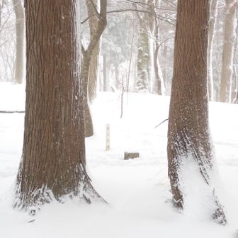 山頂
大して雪は無い。

かんじきなどは不要だけど、チェーンスパイクはあるといい。