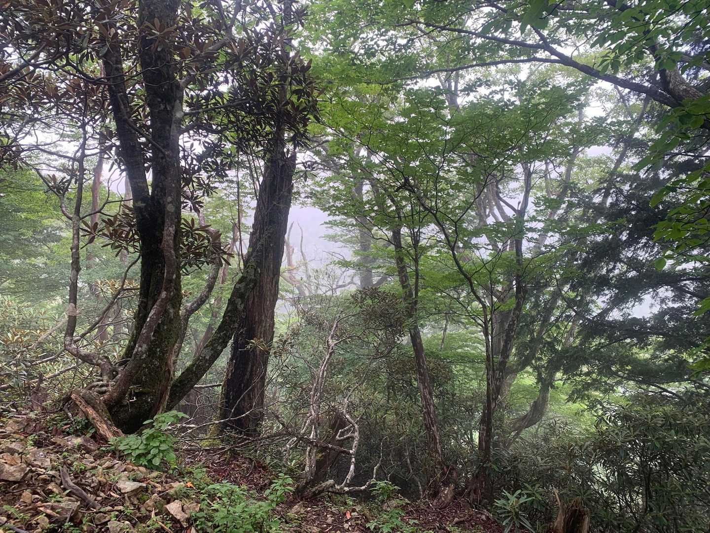 弥山登山口-弁天ノ森-聖宝ノ宿跡 往復コースの写真